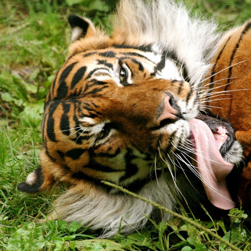 Hd-141812-ascw141812