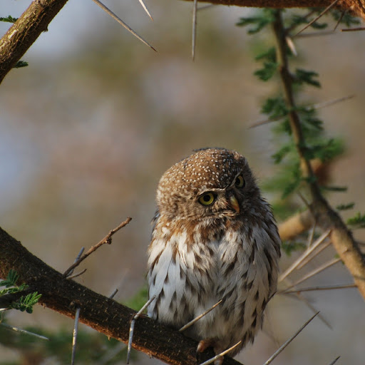 Hd-179866-ascw179866