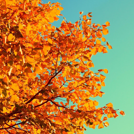 Hd-178913-ascw178913