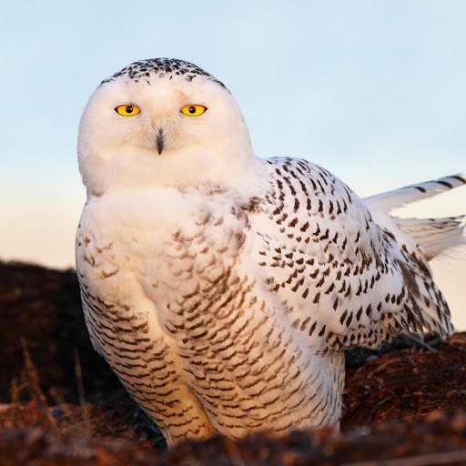 Hd-181243-ascw181243