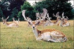 Magnificent stags