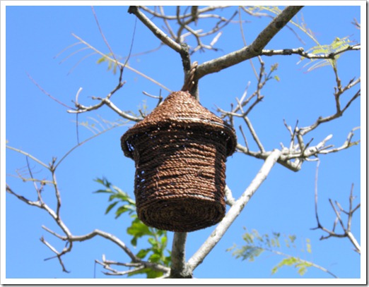bird house in jacaranda