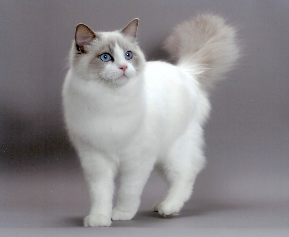 [Ragdoll%255B2%255D.jpg]