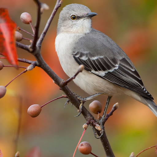 Hd-144135-ascw144135