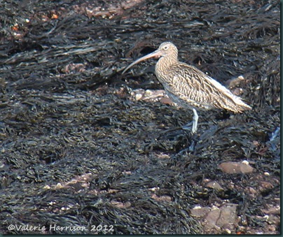 35 curlew