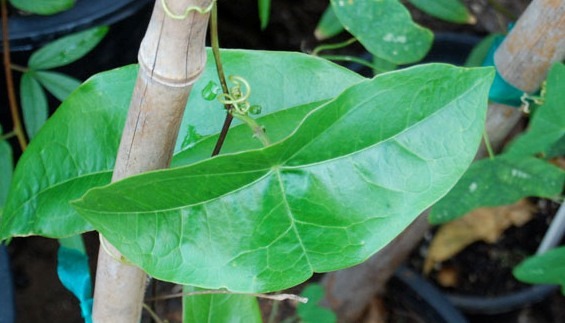 [Passiflora%2520coriacea2%255B2%255D.jpg]