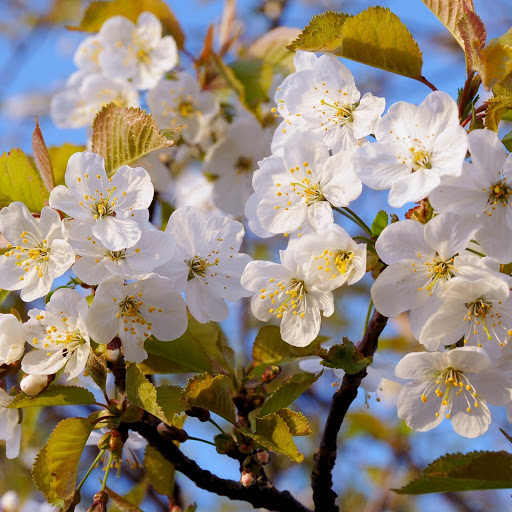 Hd-144474-ascw144474