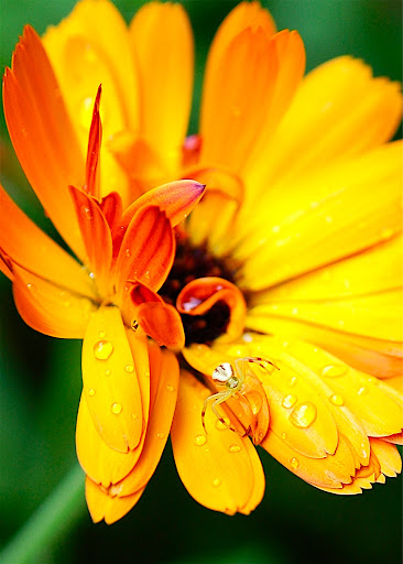 Picasa Web Albums David Evans Nikkor 1755 28