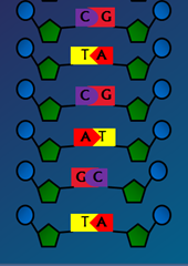 Chargaff’s rule - Base pairing