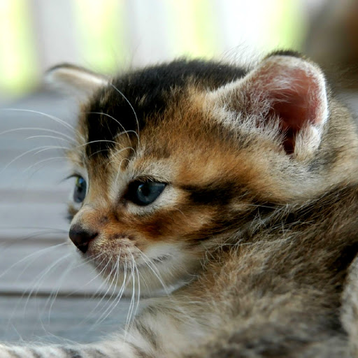 Hd-138849-ascw138849