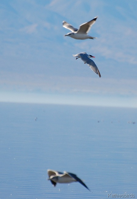 12. gulls n tern-kab