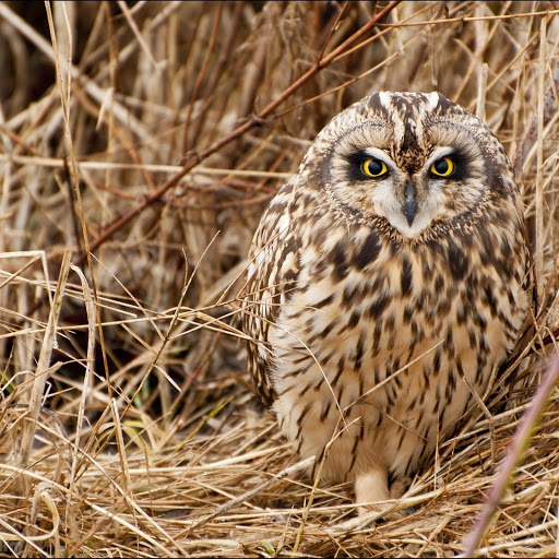 Hd-181066-ascw181066