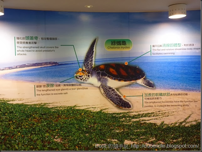 望安綠蠵龜保育中心