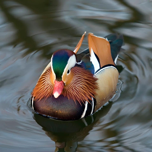 Hd-178376-ascw178376