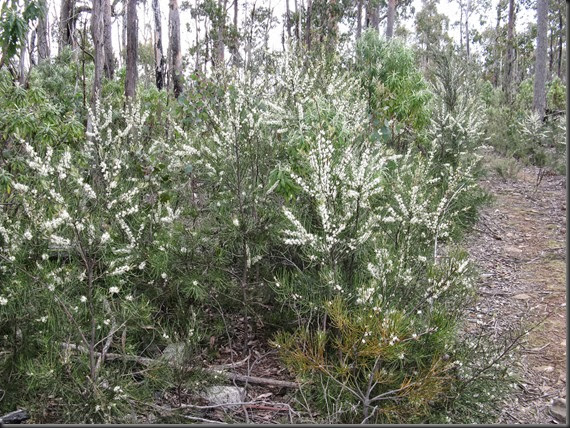 Hakea on track