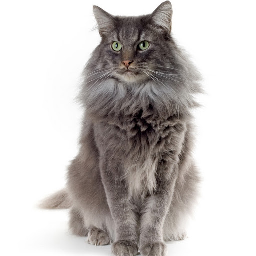 Hd-136144-ascw136144