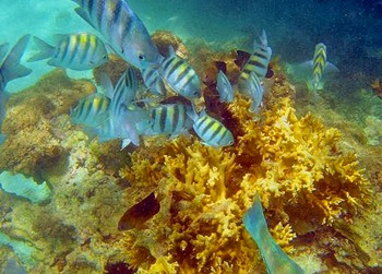 corais Maragogi