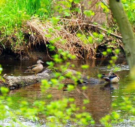 9. wood ducks-kab