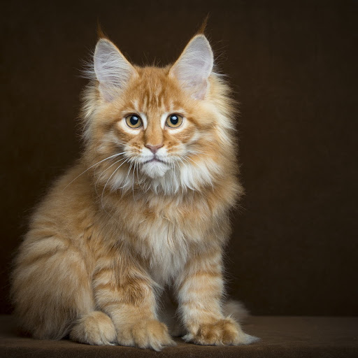 Hd-181142-ascw181142