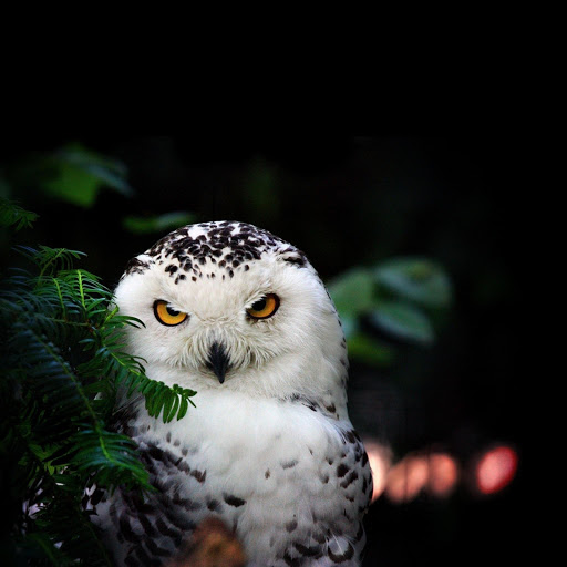 Hd-177835-ascw177835