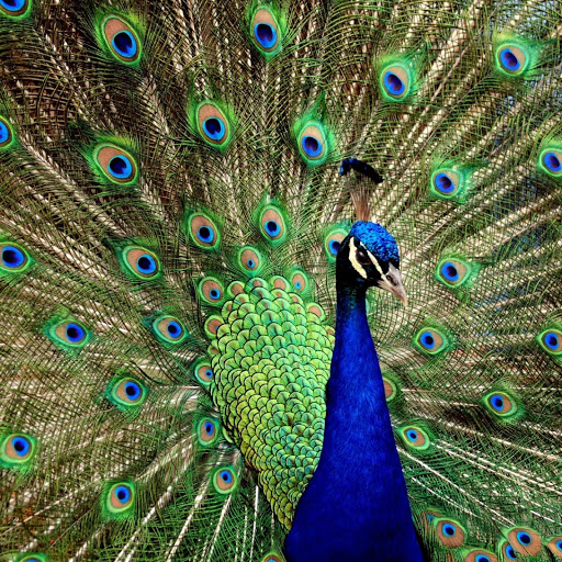 Hd-155032-ascw155032