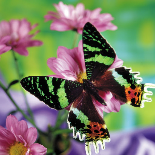 Hd-180394-ascw180394