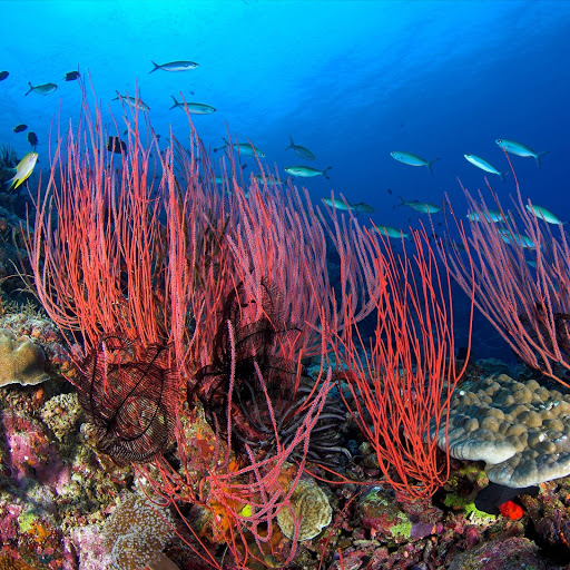 Hd-171178-ascw171178