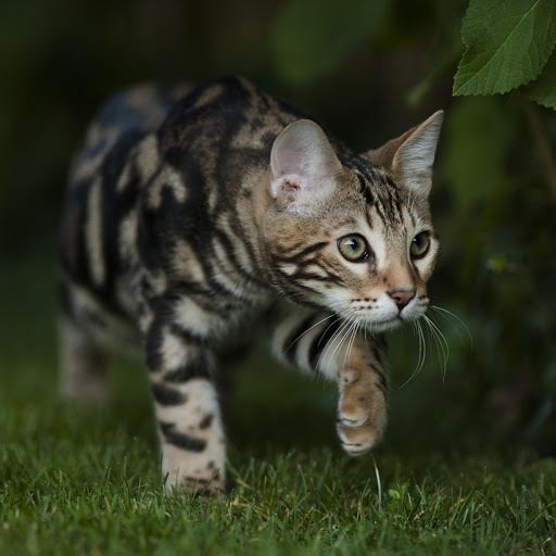 Hd-142785-ascw142785