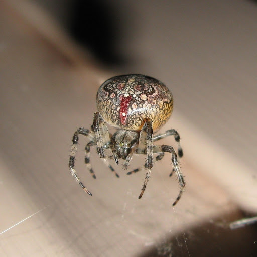 Hd-181206-ascw181206