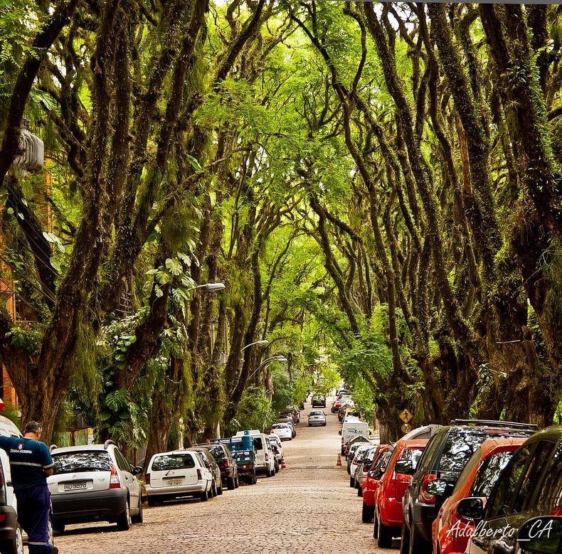 Rua Goncalo de Carvalho: The Greenest Street in the World