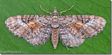 Eupithecia sp