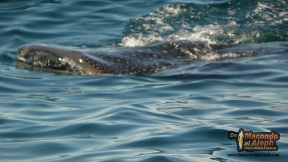 Viajar a Isla Holbox Nadar con el Tiburon Ballena 2