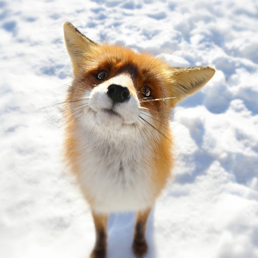 Hd-137480-ascw137480