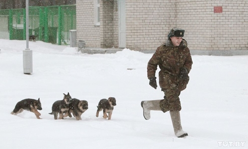 Как готовят собак в пограничные войска