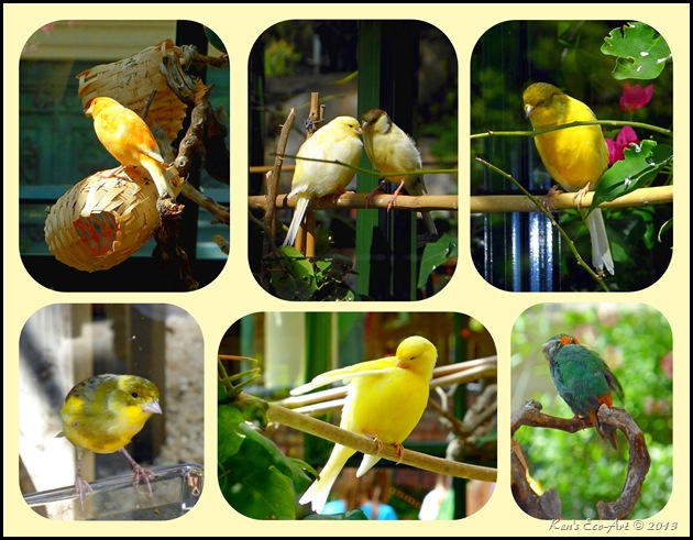 Bellagio Bird Collage