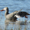 Northern Shoveler Duck (female)