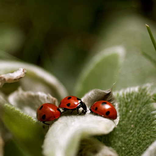 Hd-165603-ascw165603