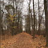 Waldweg am Müggelsee