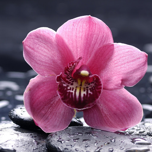 Hd-158706-ascw158706