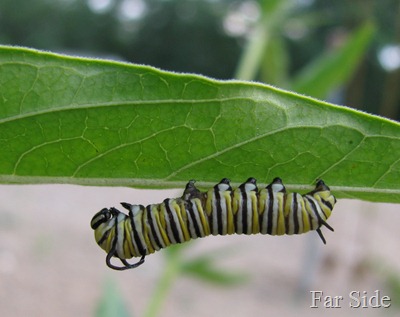 Monarch Larvae Two