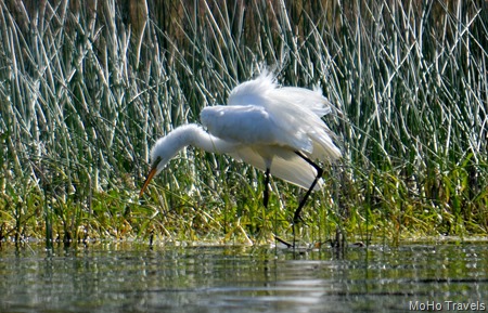 Great Egret shaking it up