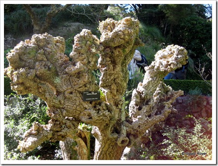 Brazilian Coral tree in the Wellington Botanical gardens.