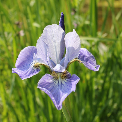 Hd-168333-ascw168333