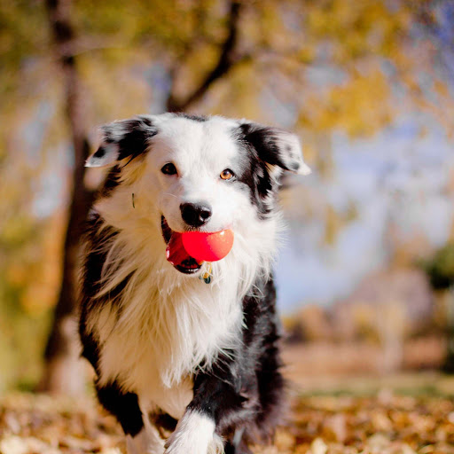 Hd-185839-ascw185839