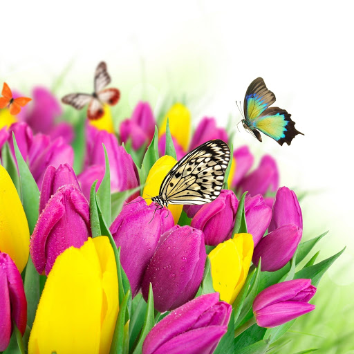 Hd-161917-ascw161917