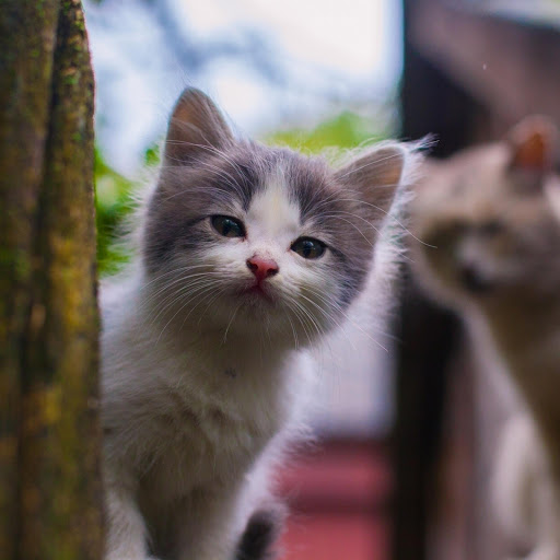 Hd-181252-ascw181252