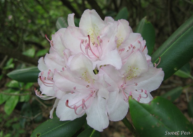 [Crabtree%2520Falls%252017%255B3%255D.jpg]