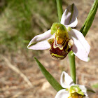 bee orchid