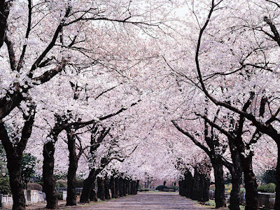 25 ++ 北海道 神宮 花見 265581-北海道神宮花見