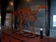 2008.09.05-005 Tsintaosaurus